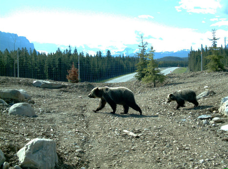 Study proves that wildlife crossing structures promote 'gene flow' in Banff bears | Coastal Restoration | Scoop.it