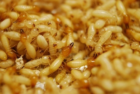 Les termites utilisent leurs propres excréments comme source d'antibiotiques naturels | EntomoNews | Scoop.it