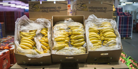 La banane antillaise veut contrer sa rivale bio | Le Fil @gricole | Scoop.it