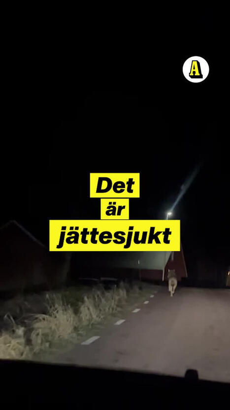 Liam s&aring;g varg &ndash; mitt p&aring; v&auml;gen: &rdquo;Vad i helvete&rdquo; | 1Uutiset - Lukemisen t&auml;hden | Scoop.it