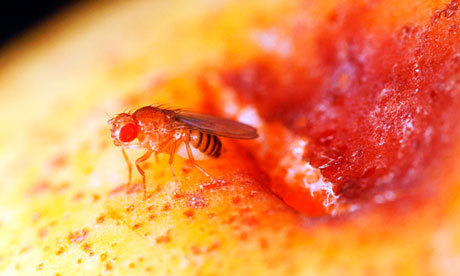 La mouche des fruits : une très ancienne cousine | Insect Archive | Scoop.it