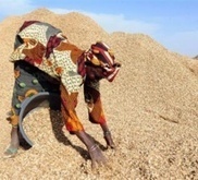L'arachide, nouvel "or" des paysans sénégalais | Questions de développement ... | Scoop.it