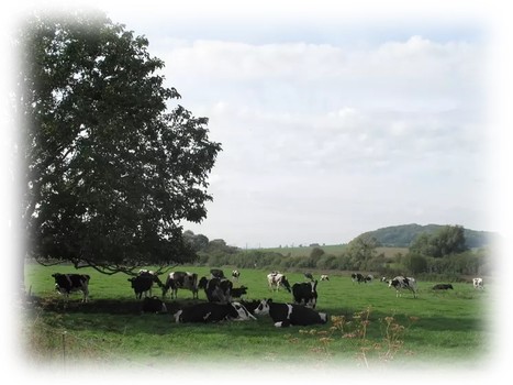 Sécheresse : l’agroforesterie et les haies aident les sols | Lait de Normandie... et d'ailleurs | Scoop.it