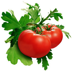 Tomatoes reduce cancer risk | naturopath | Scoop.it