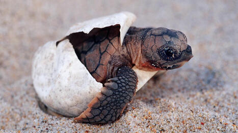 Carnet rose exceptionnel : des bébés tortues caouannes sont nés à Saint-Cyprien | Biodiversité - @ZEHUB on Twitter | Scoop.it