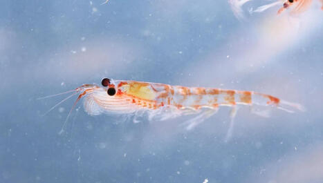 La guerre du krill en Antarctique | Biodiversit&eacute; - @ZEHUB on Twitter | Scoop.it