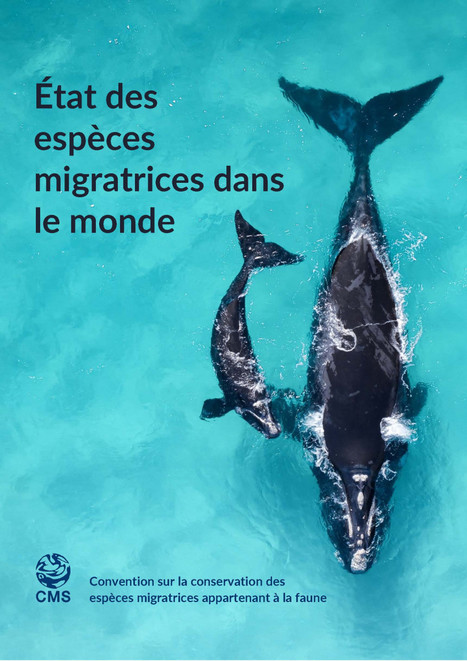Rapport en ligne — en français — sur l'état des espèces migratrices dans le monde | Insect Archive | Scoop.it