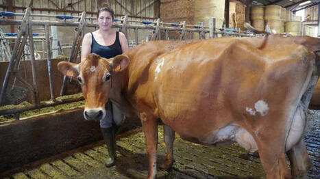 &laquo;&nbsp;Nos vaches laiti&egrave;res p&acirc;turent de nuit d&egrave;s que la temp&eacute;rature d&eacute;passe 30&deg;C&nbsp;&raquo; | SCIENCES DE L' ANIMAL | Scoop.it