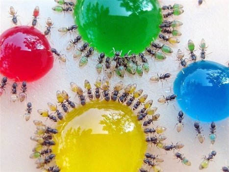 Ants have semi-transparent abdomens | Gardening Life | Scoop.it