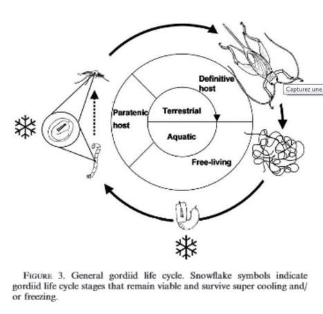 Parasitisme : bonne nouvelle pour les scientifiques, le cauchemar intérieur du "criquet" survit à la surgélation | EntomoNews | Scoop.it