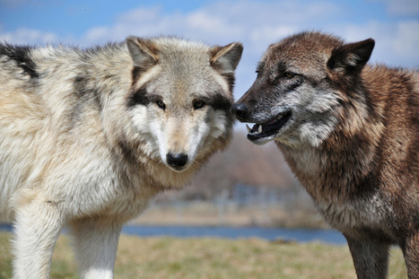 Could Wolves Understand Empathy? | Empathy and Animals | Scoop.it