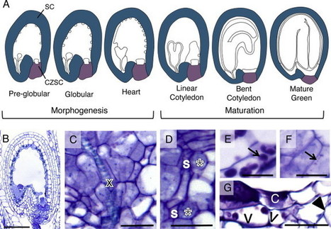 Transcriptional circuitry underlying seed coat development in Arabidopsis | SEED-DREAM Lab info | Scoop.it