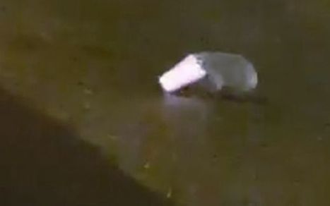 Poliisi t&ouml;rm&auml;si erikoiseen taapertajaan Irlannin aamuh&auml;m&auml;r&auml;ss&auml; | 1Uutiset - Lukemisen t&auml;hden | Scoop.it