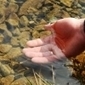 L'agriculture biologique : LA solution pour dépolluer l'eau | La Sagesse de la Nature | Scoop.it