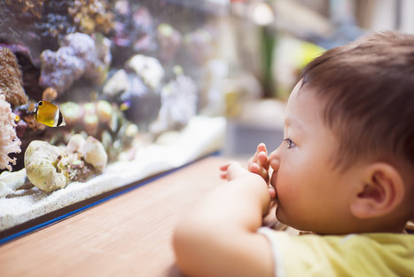 Understanding Children's Emotions: The Importance of Curiosity and Interest | Growing Healthy Kids and Teens | Scoop.it