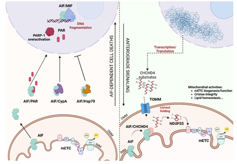 AIF, une nouvelle cible thérapeutique pour contrôler la reprogrammation métabolique dans le cancer | Life Sciences Université Paris-Saclay | Scoop.it