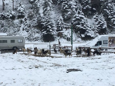À Payolle : la neige comme par magie pour la rando de chiens de traîneau  | Vallées d'Aure & Louron - Pyrénées | Scoop.it