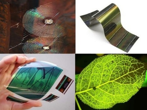 Spider's Web Is Blueprint For Elastic Mobile Phones - Forbes | Biomimicry 3.8 | Scoop.it
