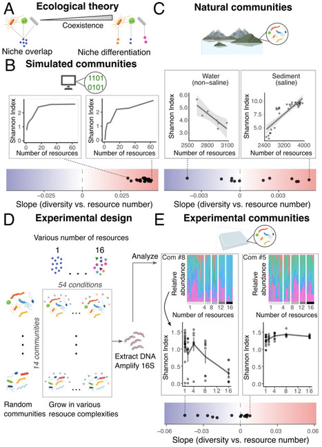 Emergent loss of microbial biodiversity with increasing resource diversity | Brveco | RMH | Scoop.it