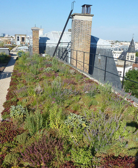 Végétalisations et biodiversité : une alliance possible entre la ville et la nature | Les Colocs du jardin | Scoop.it