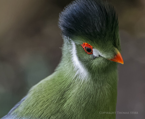 A quick visit to Bird Kingdom - Thomas Stirr Photography | Mirrorless Cameras | Scoop.it