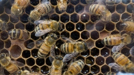 Des pesticides néfastes aux abeilles présents dans 75% du miel mondial | Toxique, soyons vigilant ! | Scoop.it