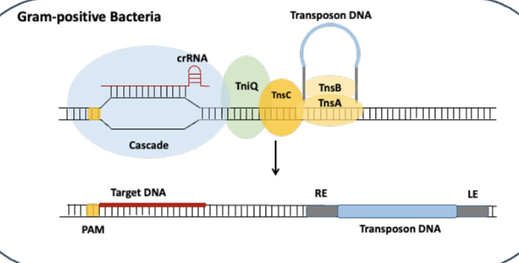 RNA-Guided DNA Transposition in Corynebacterium...