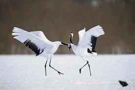 Why Do 'single' birds dance? The Wildlife School of Dance VIDEO | BIODIVERSITY IS LIFE  – | Scoop.it