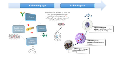 FOCUS PLATEFORME : Le radio-marquage et la radio-imagerie pour évaluer l’impact sur la santé des matériaux à base de graphène | Life Sciences Université Paris-Saclay | Scoop.it