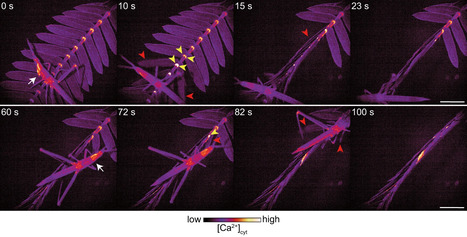 Les mouvements rapides induits par le calcium constituent une défense contre les insectes herbivores chez Mimosa pudica | EntomoNews | Scoop.it