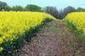 Des cultures innovantes pour les biocarburants | Pour innover en agriculture | Scoop.it