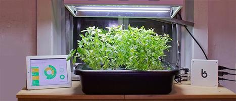 Using The Internet of Everything to Make Your Garden Grow - The Network: Cisco's Technology News Site | Smart Cities & The Internet of Things (IoT) | Scoop.it
