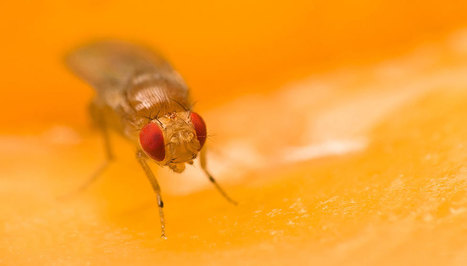 Les mouches aussi ont du goût | EntomoNews | Scoop.it