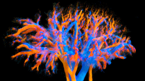 L'Inserm réussit à cartographier la circulation sanguine d'un organe entier, une première mondiale | @ZeHub | Scoop.it