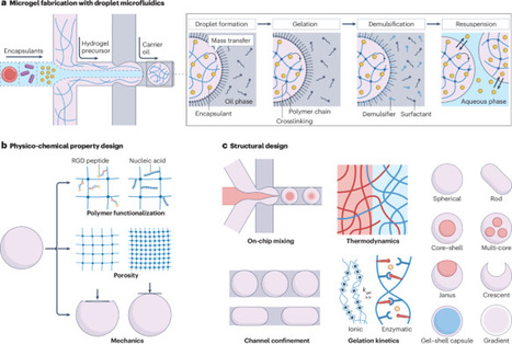 Biomaterials with droplet microfluidics | Nrb | RMH | Scoop.it