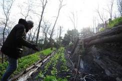 Il super orto collettivo di Genova | Orto, Giardino, Frutteto, Piante Innovative e Antiche Varietà | Scoop.it