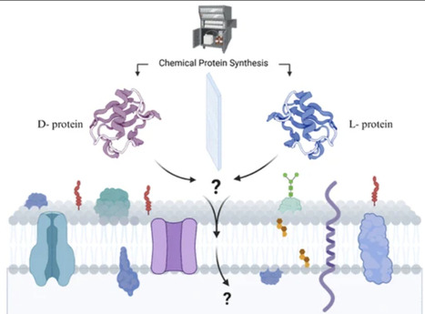Chemical Synthesis of Mirror-Image Proteins Reveals Chirality-Dependent Cellular Uptake Mediated by a Cell-Penetrating Peptide | jacs | RMH | Scoop.it