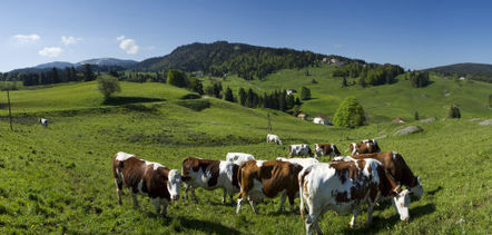 Loi d’avenir pour l’agriculture, l’alimentation et la forêt : mode d’emploi - Ministère de l'agriculture, de l'agroalimentaire et de la forêt | Graines de doc | Scoop.it