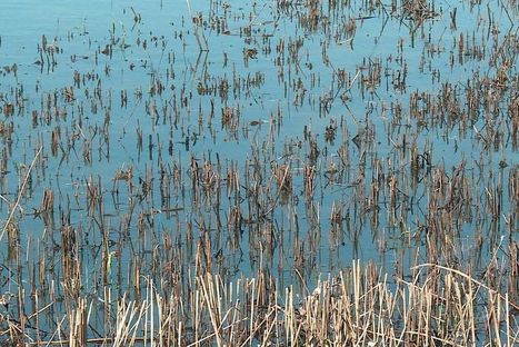 Camargue : la faune et la flore se reconstituent grâce à l'agriculture biologique | Biodiversité | Scoop.it