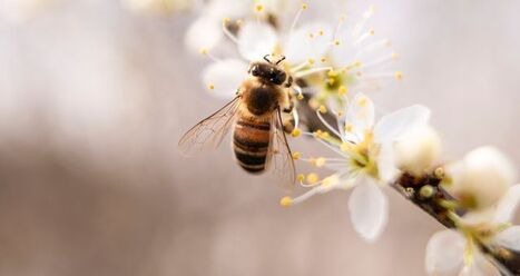 Pollinisation : un &eacute;quilibre en p&eacute;ril | EntomoNews | Scoop.it