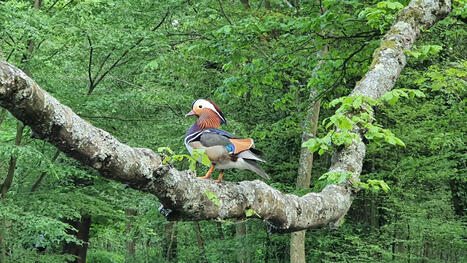 Balades comestibles, histoire de l'ancien hippodrome, Br&eacute;vannaise, sauver les animaux... balades en Val-de-Marne ce weekend | Paysage - Agriculture | Scoop.it