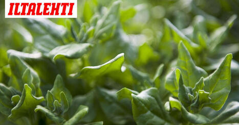 Tämä terveellinen kasvis kannattaa lisätä ruokavalioon heti | 1Uutiset - Lukemisen tähden | Scoop.it