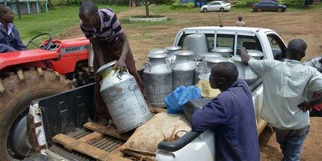 Kénya : Les coopératives stimulent la croissance du secteur laitier | Lait de Normandie... et d'ailleurs | Scoop.it