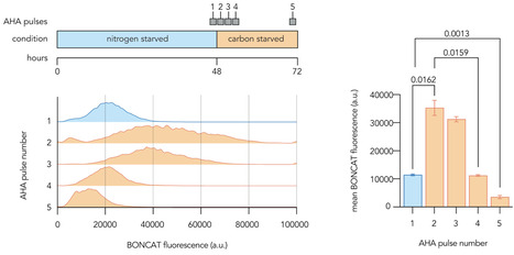 Pseudomonas aeruginosa dynamically prioritizes motility and resource recycling during prolonged starvation | mSys | RMH | Scoop.it