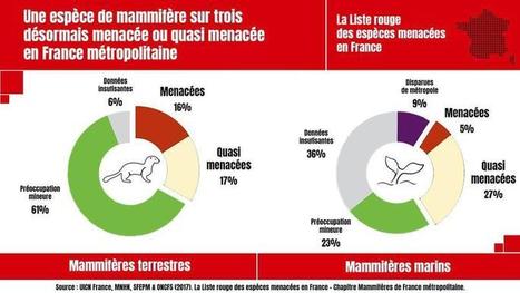 Une espèce de mammifère sur trois désormais menacée ou quasi menacée en France métropolitaine | EntomoNews | Scoop.it