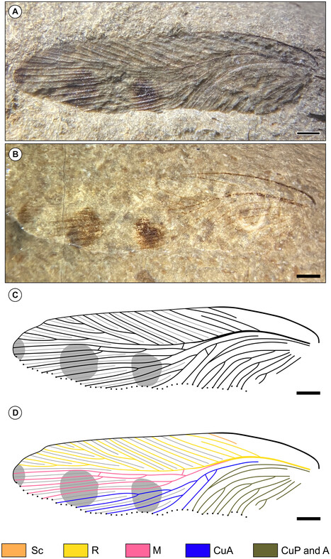 Un fossile de blatte vieux de 180 millions d'ann&eacute;es d&eacute;couvert au Royaume-Uni | EntomoNews | Scoop.it
