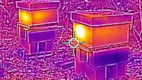 Comment les abeilles se tiennent chaud en hiver | Biodiversité - @ZEHUB on Twitter | Scoop.it