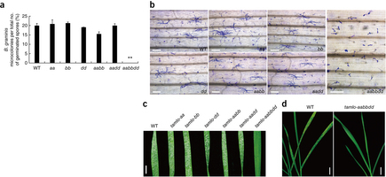 Simultaneous editing of three homoeoalleles in hexaploid bread wheat confers heritable resistance to powdery mildew - Nat Biotech | Genetic Engineering Publications - GEG Tech top picks | Scoop.it