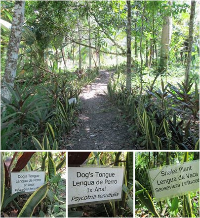 Lucas Botanical Medicinal Trail | Cayo Scoop!  The Ecology of Cayo Culture | Scoop.it