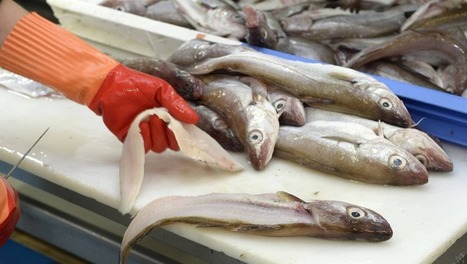 POINT DE VUE. Pêcher pour nourrir… et bien au-delà ! | HALIEUTIQUE MER ET LITTORAL | Scoop.it